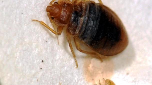 Bed bug bites a major hazard in Tucson, Phoenix